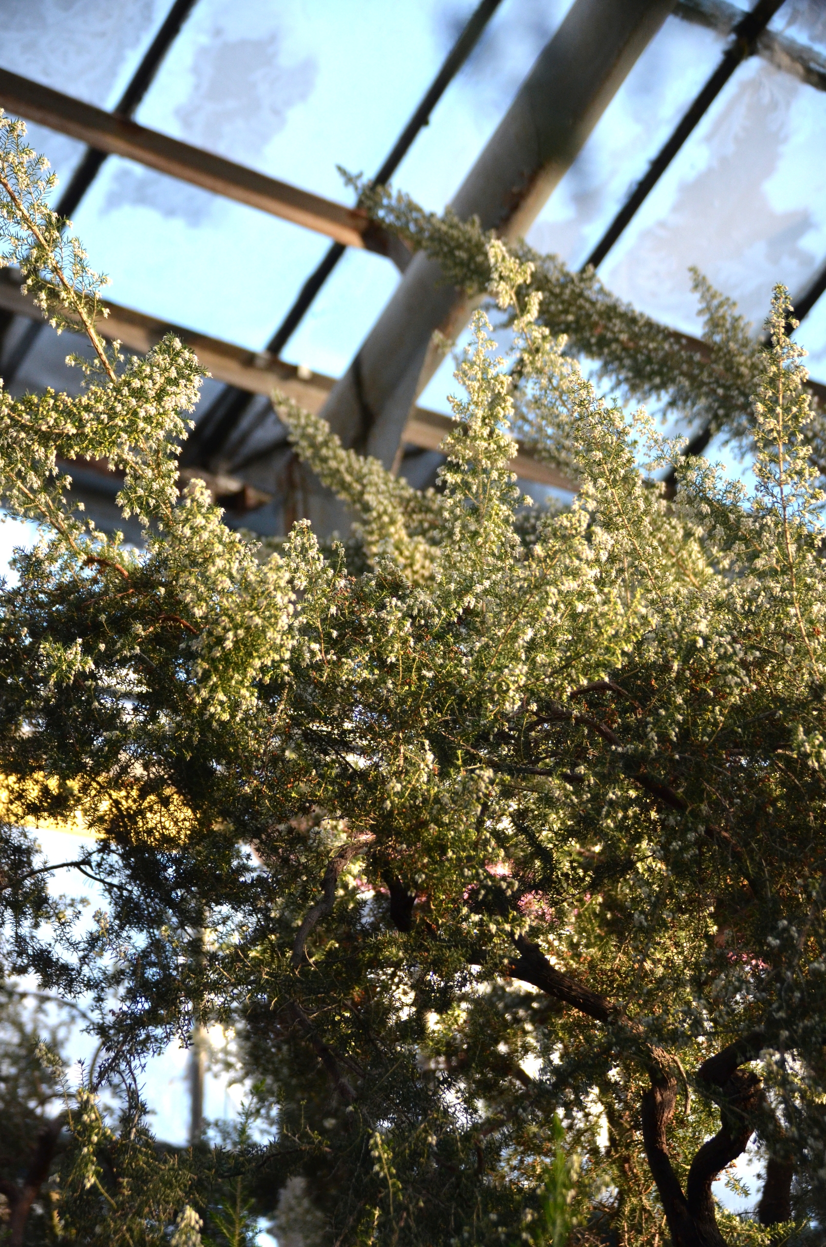 «Оттепель чувств» в Ботаническом саду достигнут «Сиреневой терапией» 13