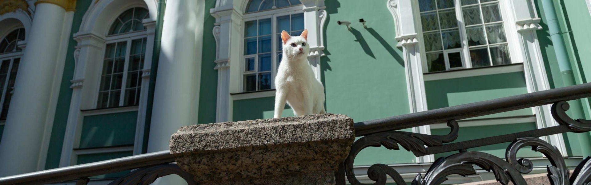 Обложка: Зимний дворец приглашает на День эрмитажного кота.  