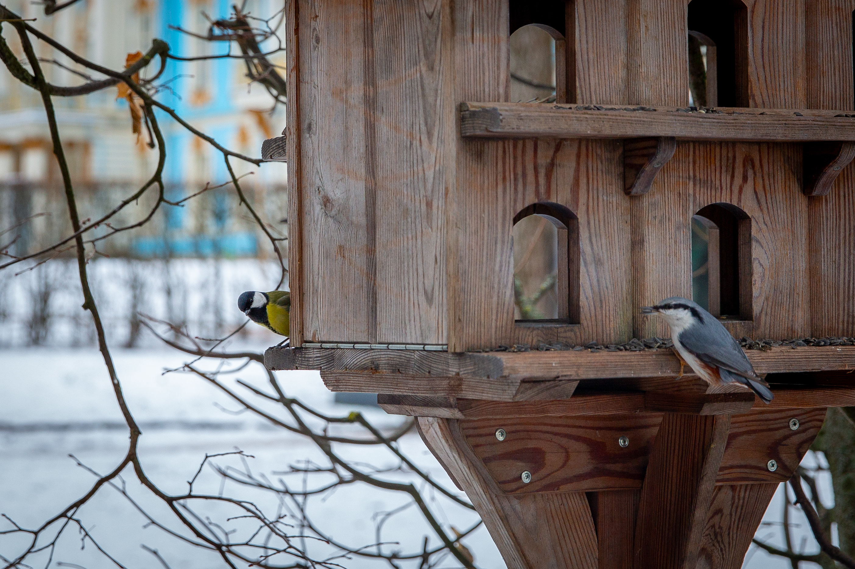 В царскосельских парках открылись «птичьи столовые»2