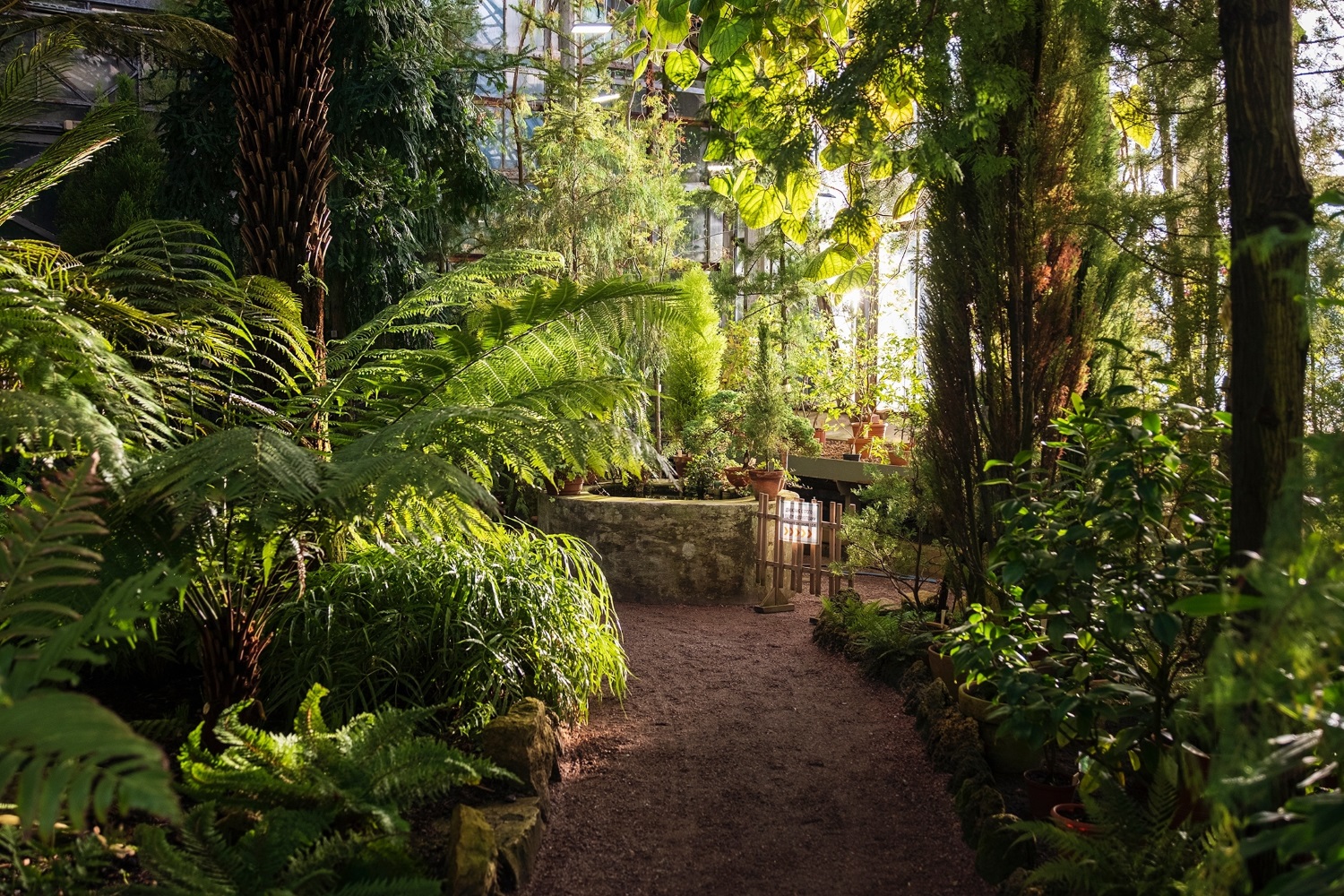 В Ботаническом саду Петра Великого наступит «Ботанический Новый год»3