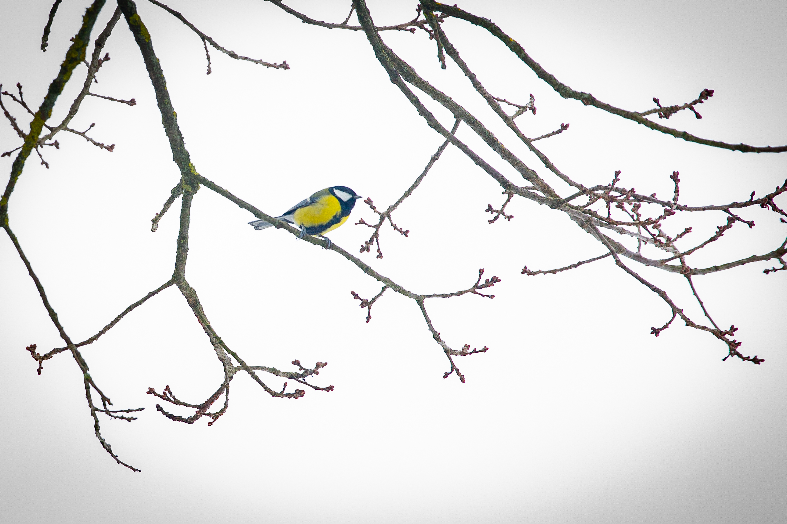 В царскосельских парках открылись «птичьи столовые»2