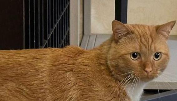 В Музее Ахматовой появился  новый «котрудник»