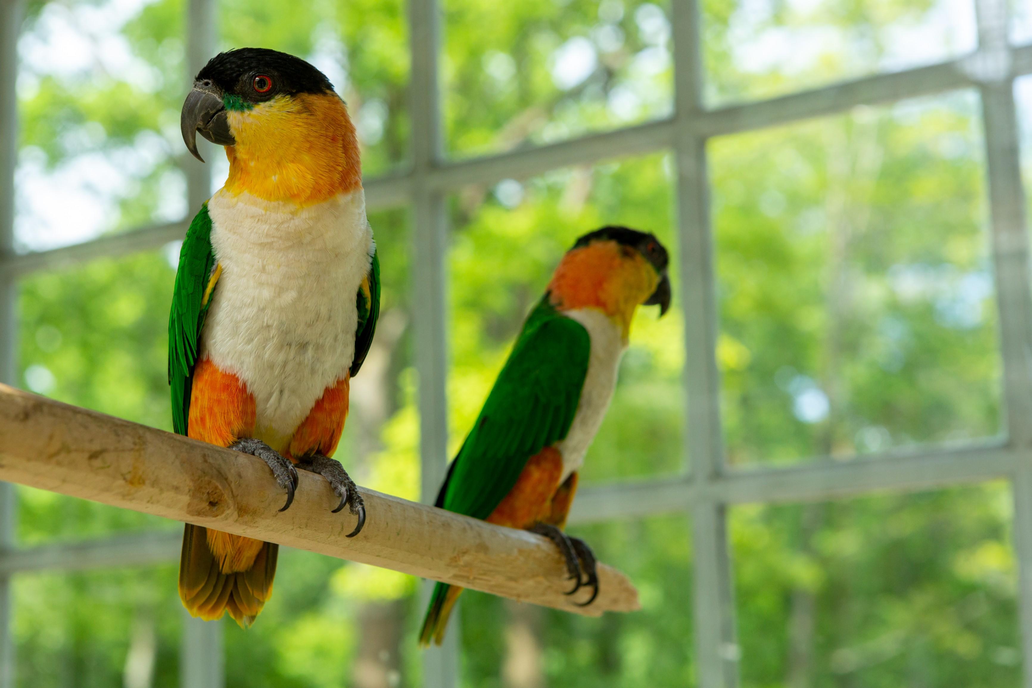 Музей «Восточный и западный вольеры» 0