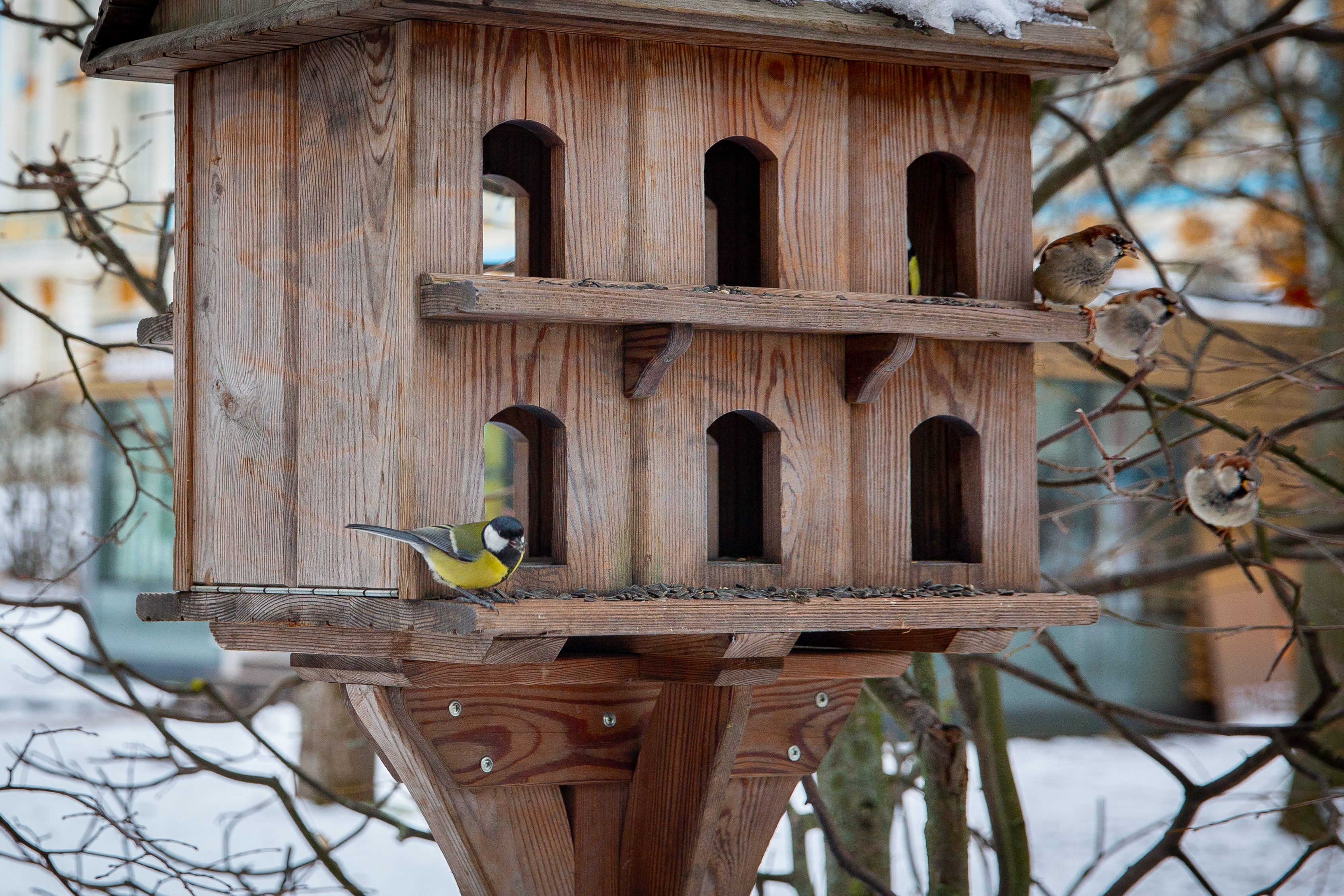 В царскосельских парках открылись «птичьи столовые»1