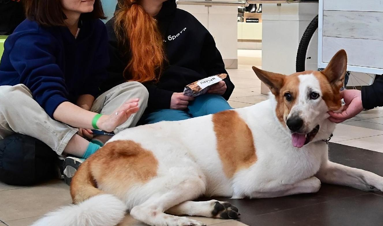 «Путь домой» вернётся в «Лето» в разгар зимы