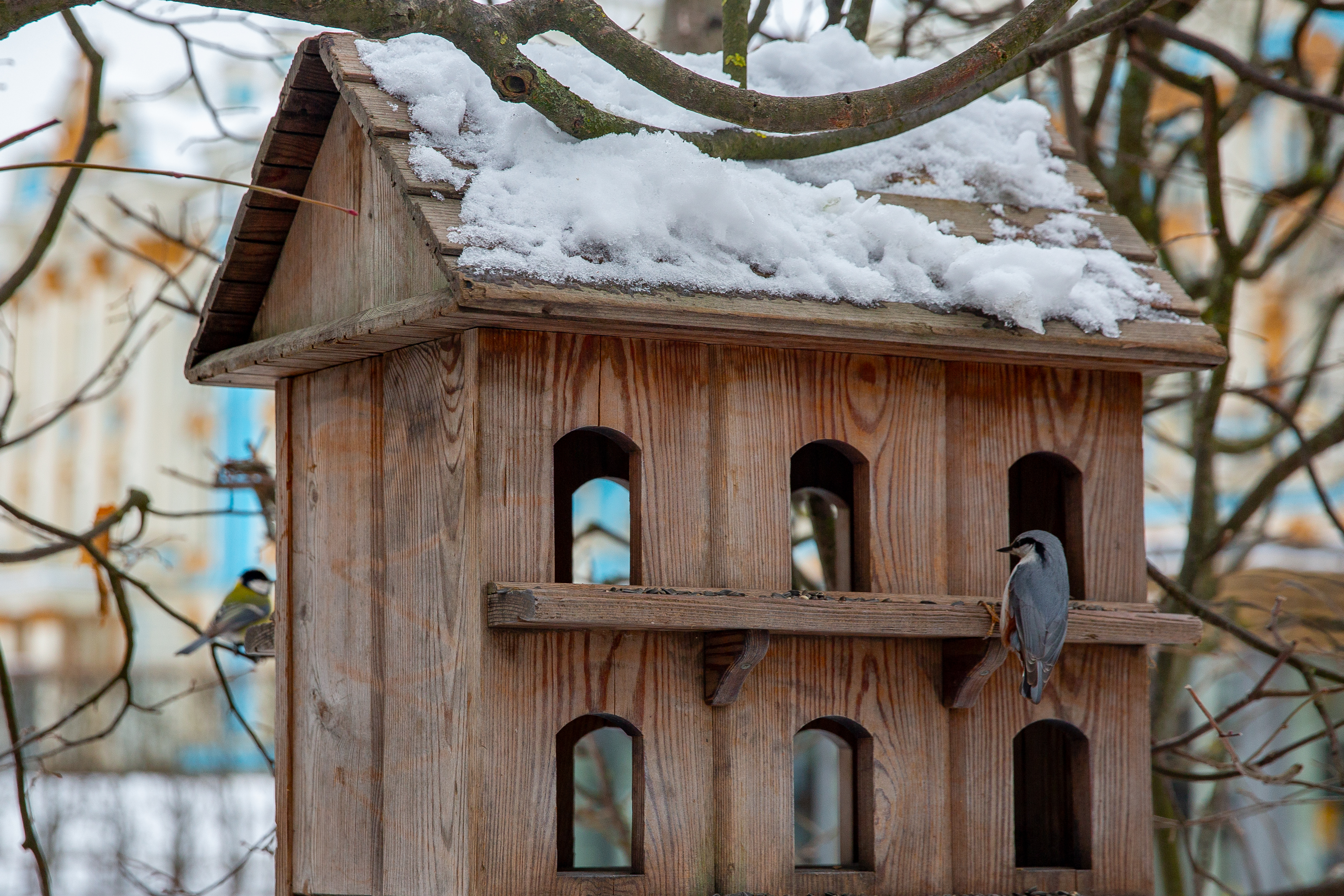 В царскосельских парках открылись «птичьи столовые»3