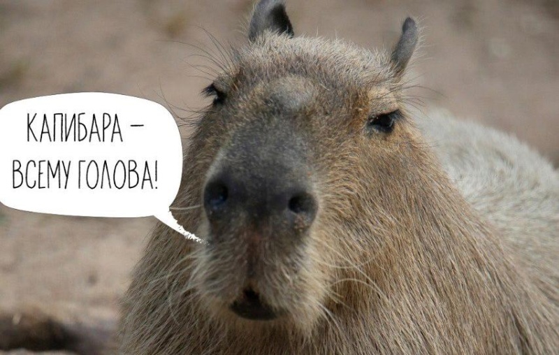 Обложка: Ленинградский зоопарк приглашает на День капибары