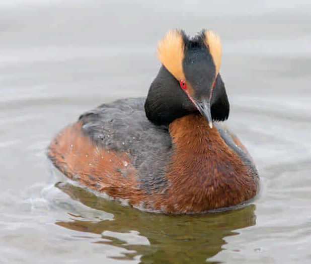 Президентская библиотека познакомит с крылатыми жителями Петербурга 6