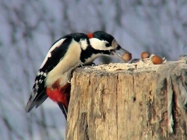 Президентская библиотека познакомит с крылатыми жителями Петербурга 4