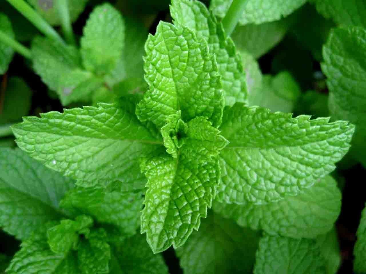 https://upload.wikimedia.org/wikipedia/commons/thumb/b/b0/Mint-leaves-2007.jpg/960px-Mint-leaves-2007.jpg