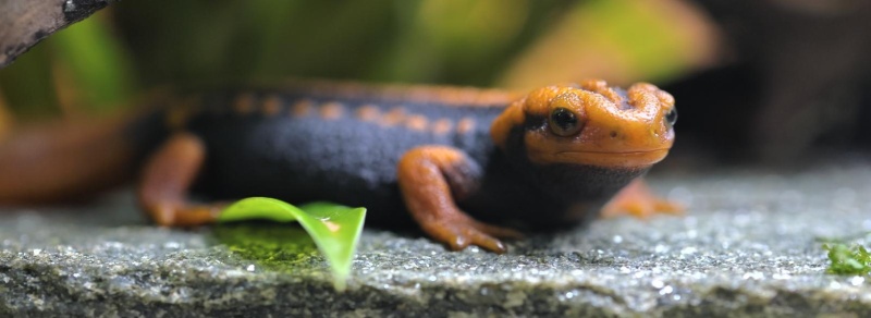 Обложка: В Зоопарке познают природу с помощью индейцев