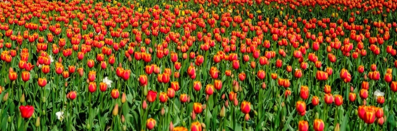 Фото заставки: Фестиваль тюльпанов на Елагином острове. Фото предоставлено пресс-службой ЦПКиО им. С.М. Кирова. Автор Анна Данилова. Правообладатель: ЦПКиО им. С.М. Кирова.