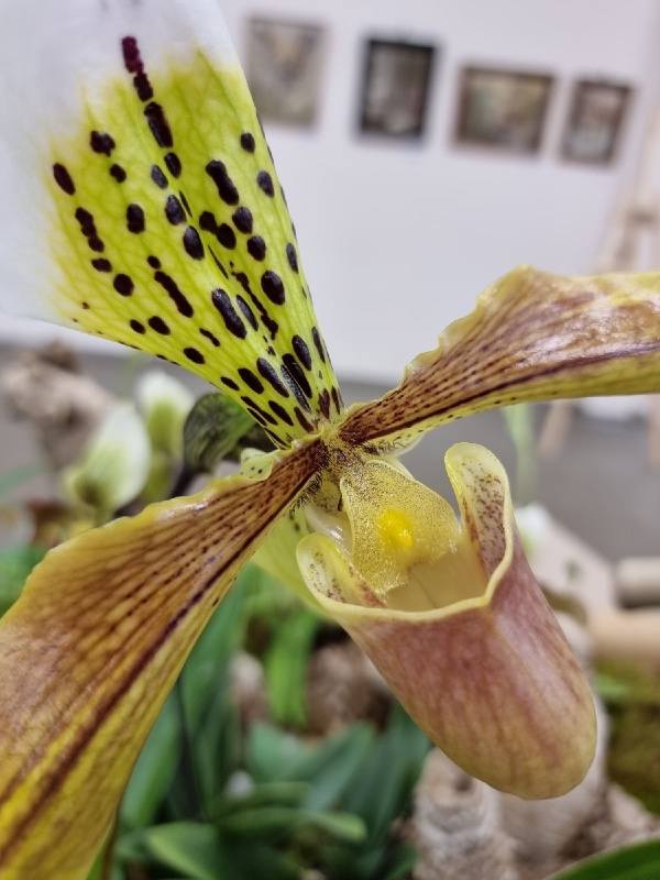 «Ботанические каникулы» расскажут о растениях-соблазнителях, хищниках и собственниках