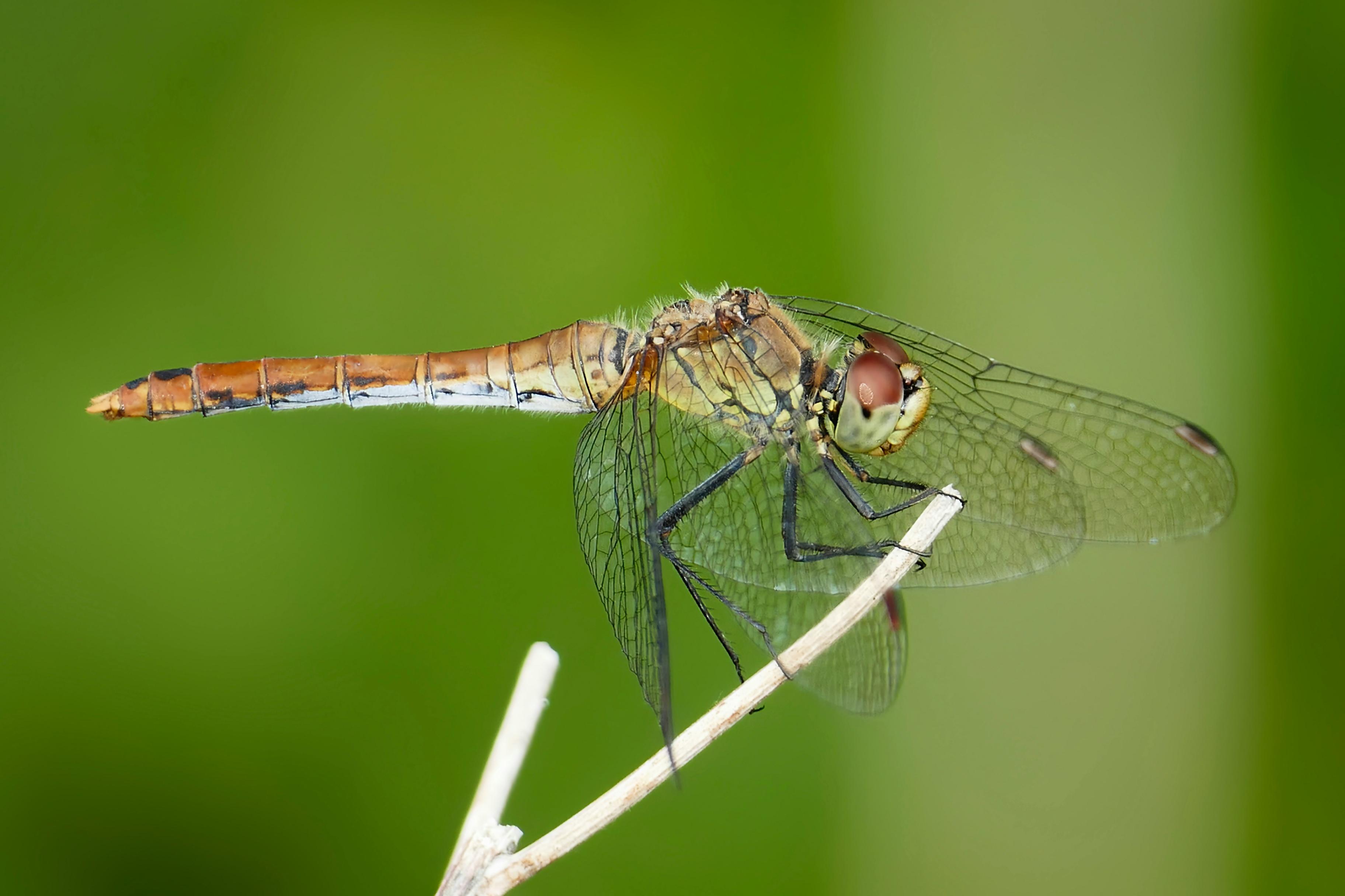 https://unsplash.com/photos/a-close-up-of-a-dragonfly-on-a-twig-G_UifBZk8O8