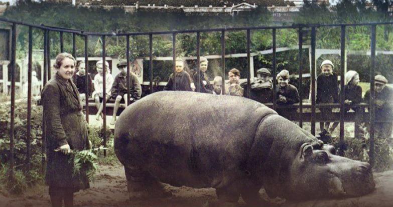 Обложка: «Ленфильм» приглашает на премьеру «Блокадного зоопарка». 