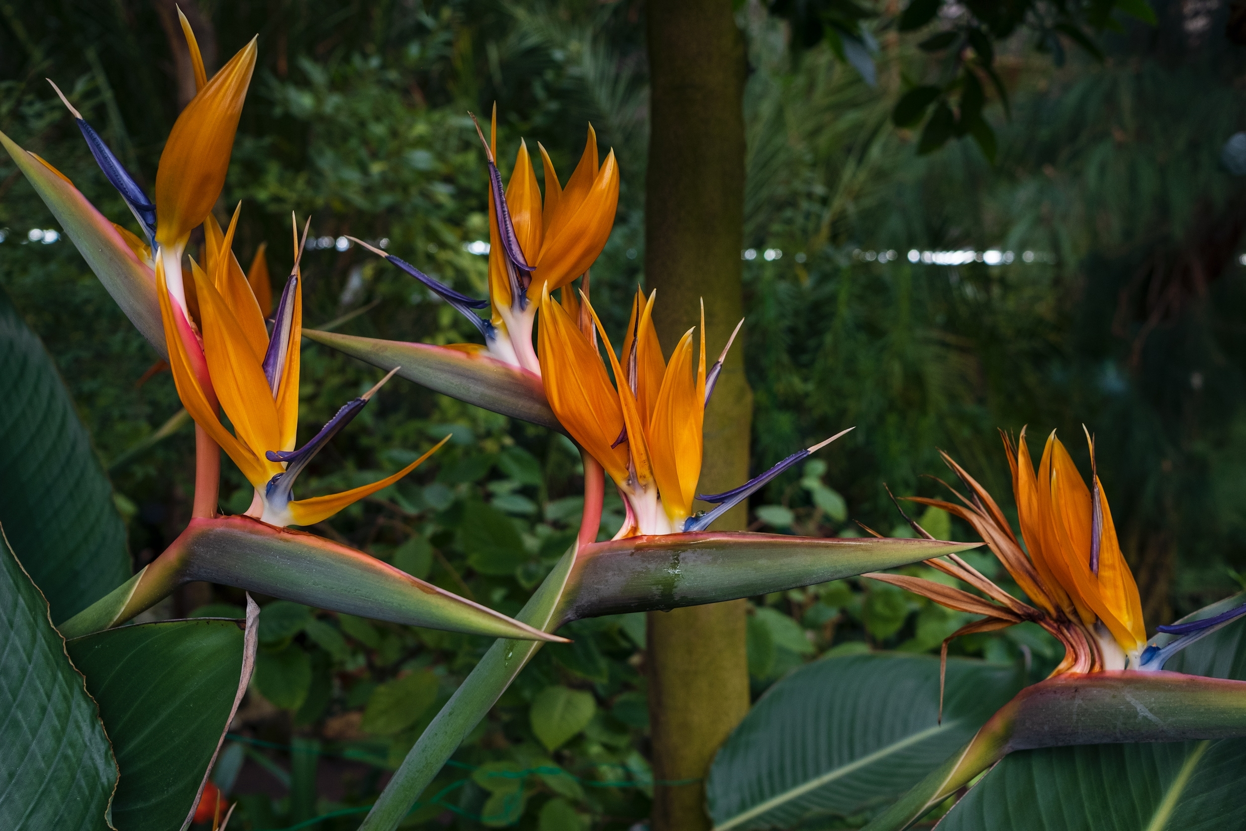 Ботанический сад Петра Великого продлит время работы для влюблённых 6