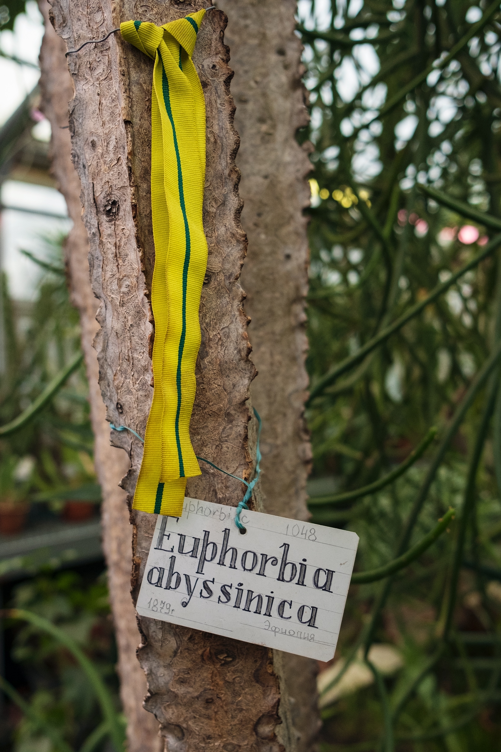 «Блокадная повесть Ботанического сада» расскажет о подвиге садоводов3