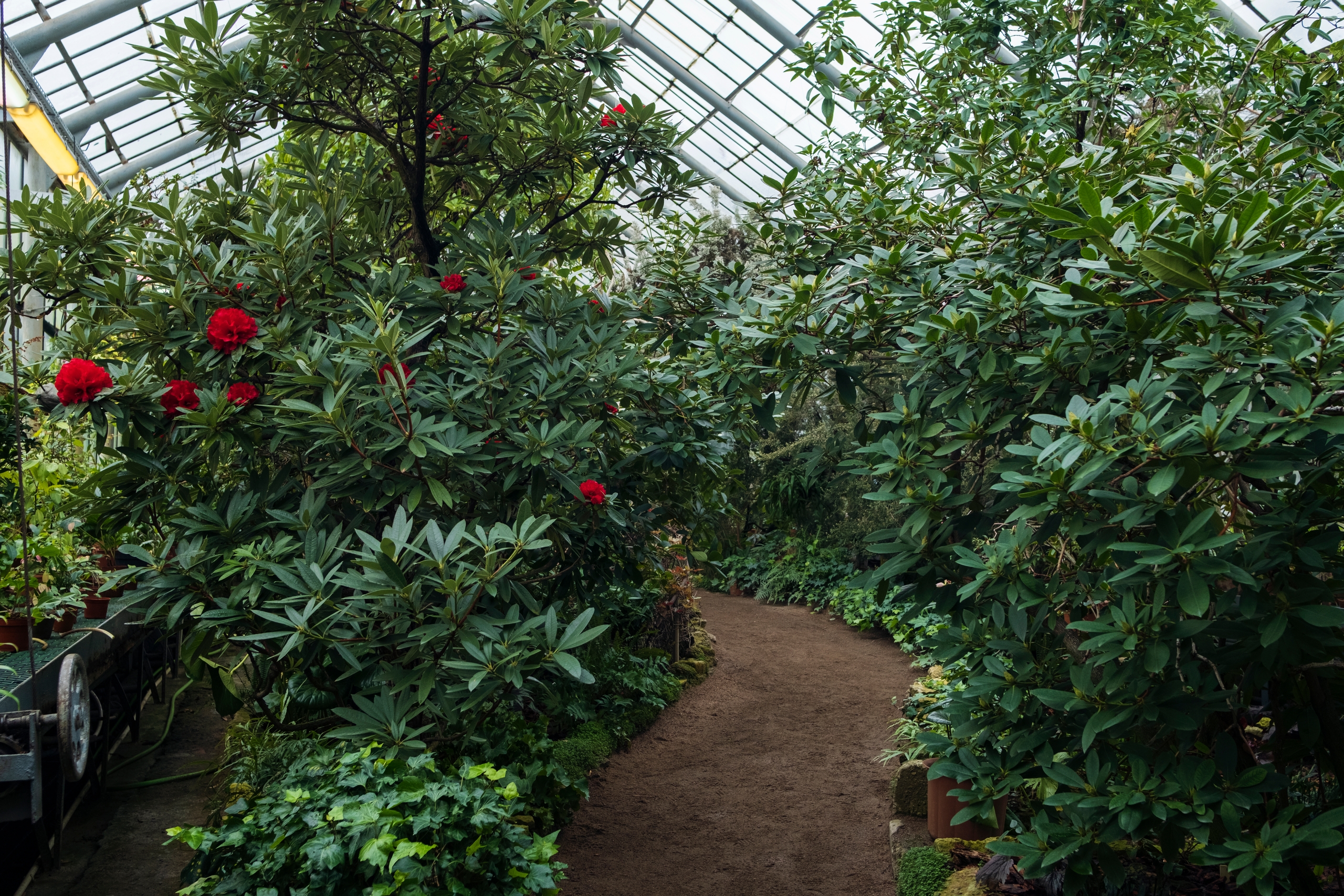 Ботанический сад Петра Великого продлит время работы для влюблённых 7