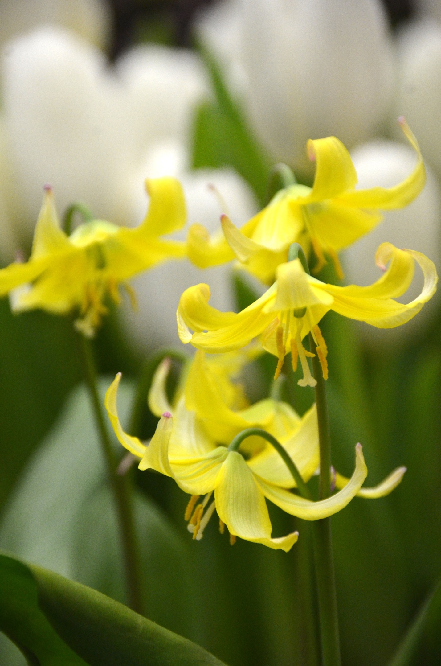 «Оттепель чувств» в Ботаническом саду подарит весну 4