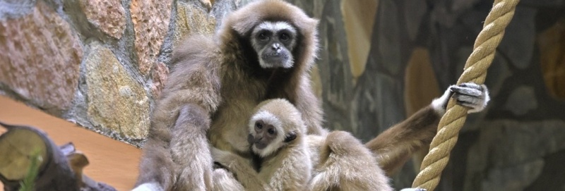 Фото заставки: vk.com/spbzoopark. Правообладатель: vk.com/spbzoopark.