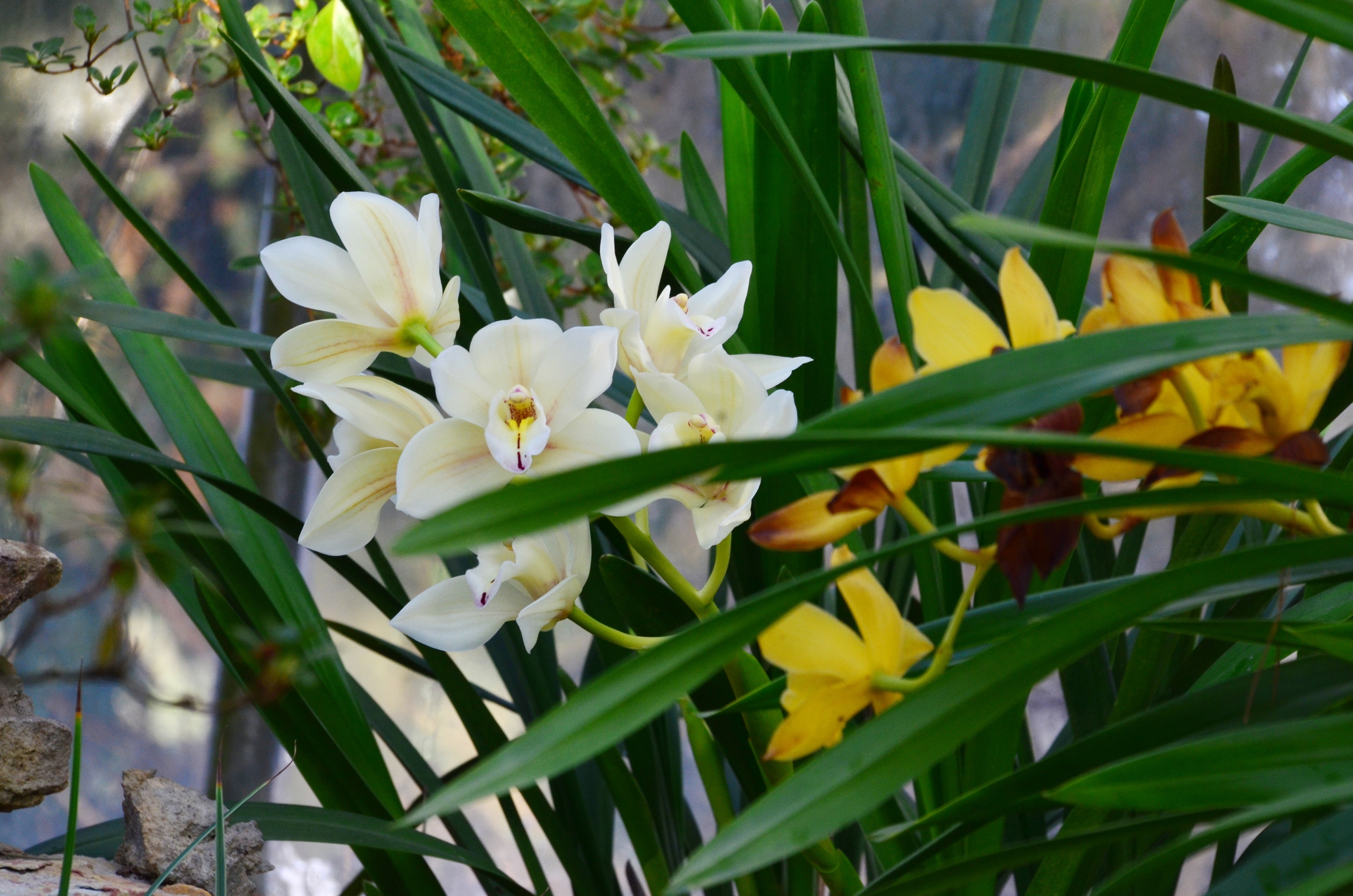 «Оттепель чувств» в Ботаническом саду достигнут «Сиреневой терапией» 10