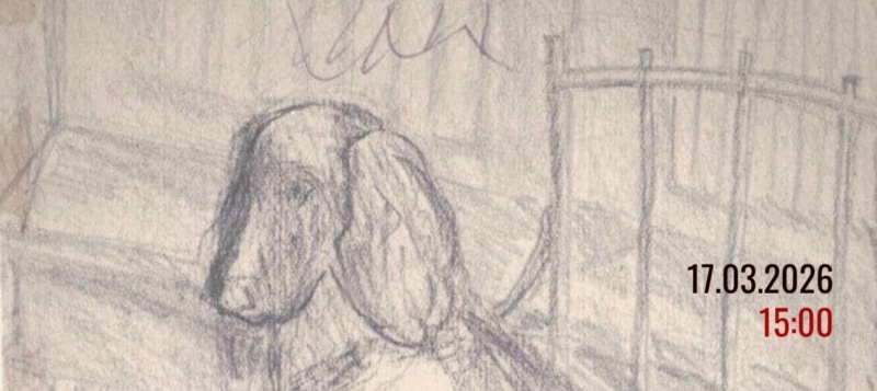 Обложка: В музее обороны и блокады расскажут о четвероногих спасателях Ленинграда