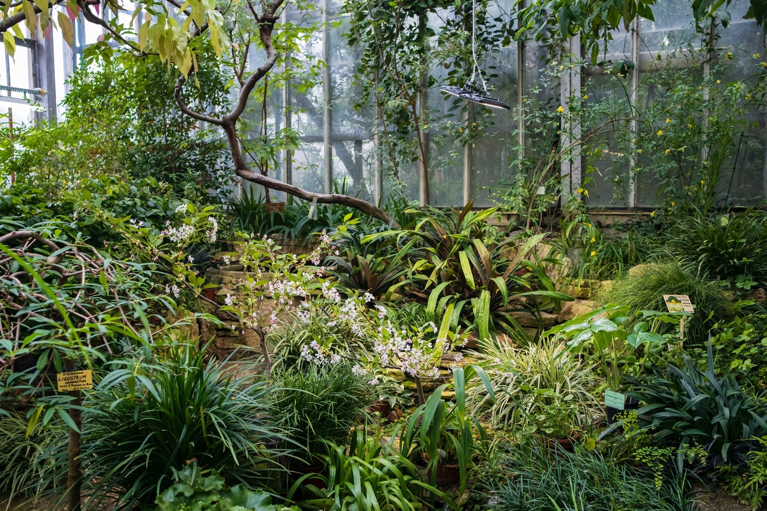 В Ботаническом саду Петра Великого наступит «Ботанический Новый год»2