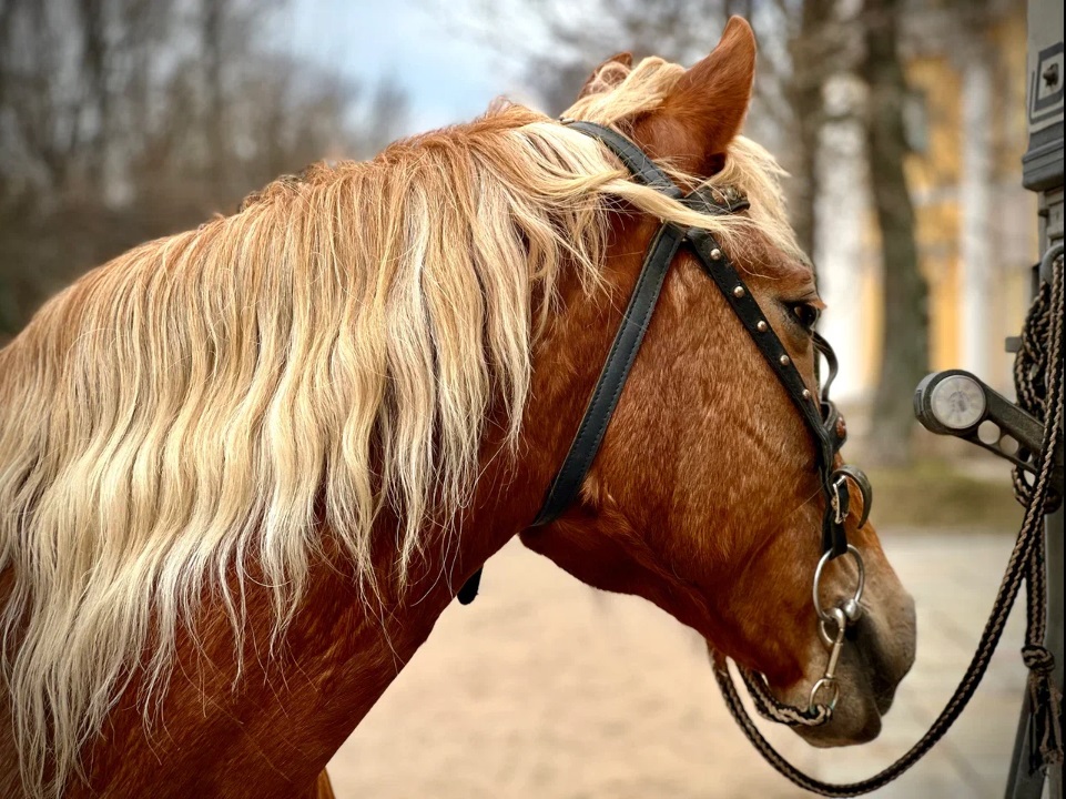 Музей-усадьба Державина приглашает погрузиться в мир путешествий и творчества Пушкина2