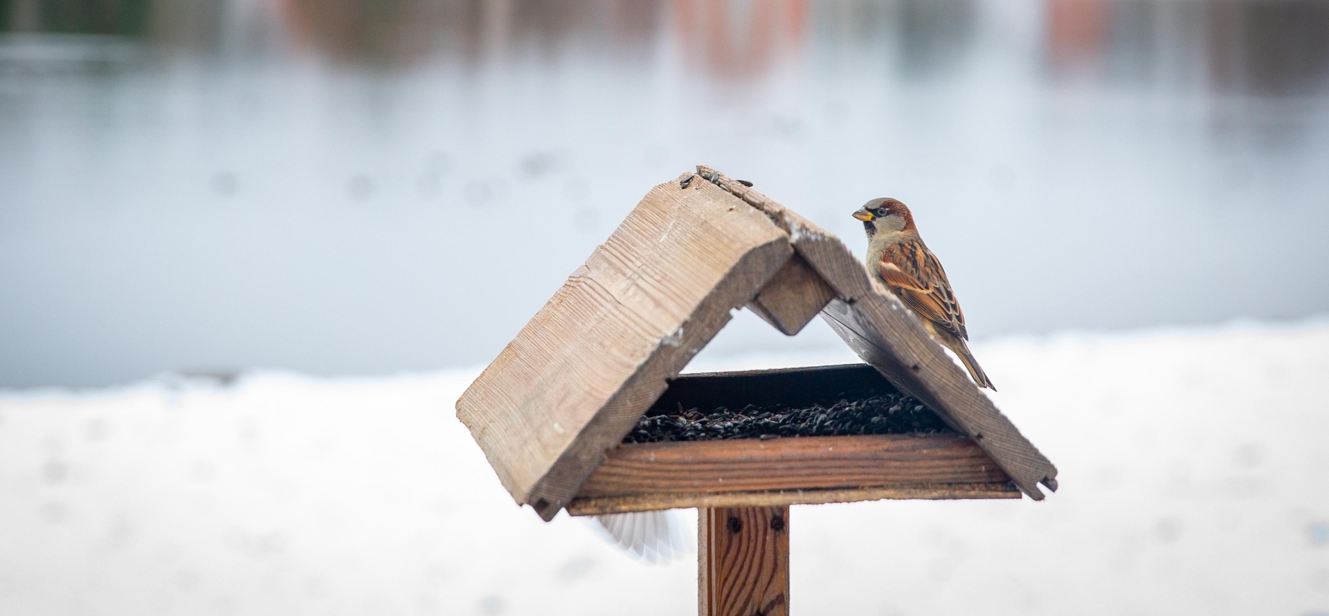 В царскосельских парках открылись «птичьи столовые»