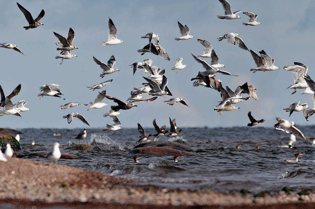Президентская библиотека познакомит с крылатыми жителями Петербурга 5
