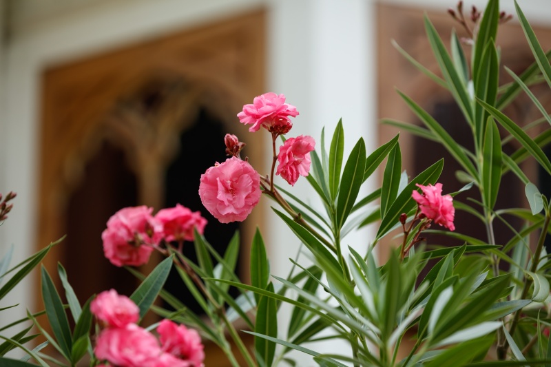 Правообладатель фото: пресс-служба ГМЗ «Петергоф».