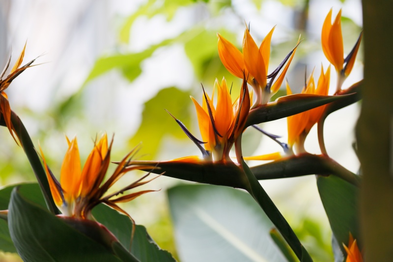 Ботанический сад Петра Великого сделает каникулы ботаническими