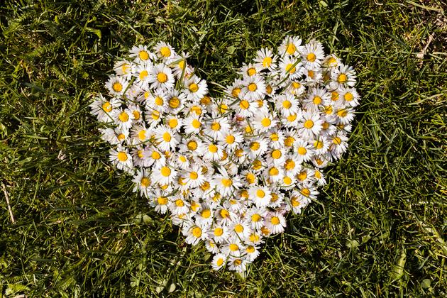https://img.freepik.com/free-photo/heart-daisies-flowers_23-2148164065.jpg?ga=GA1.1.1698053778.1713353095&semt=ais_hybrid&w=740