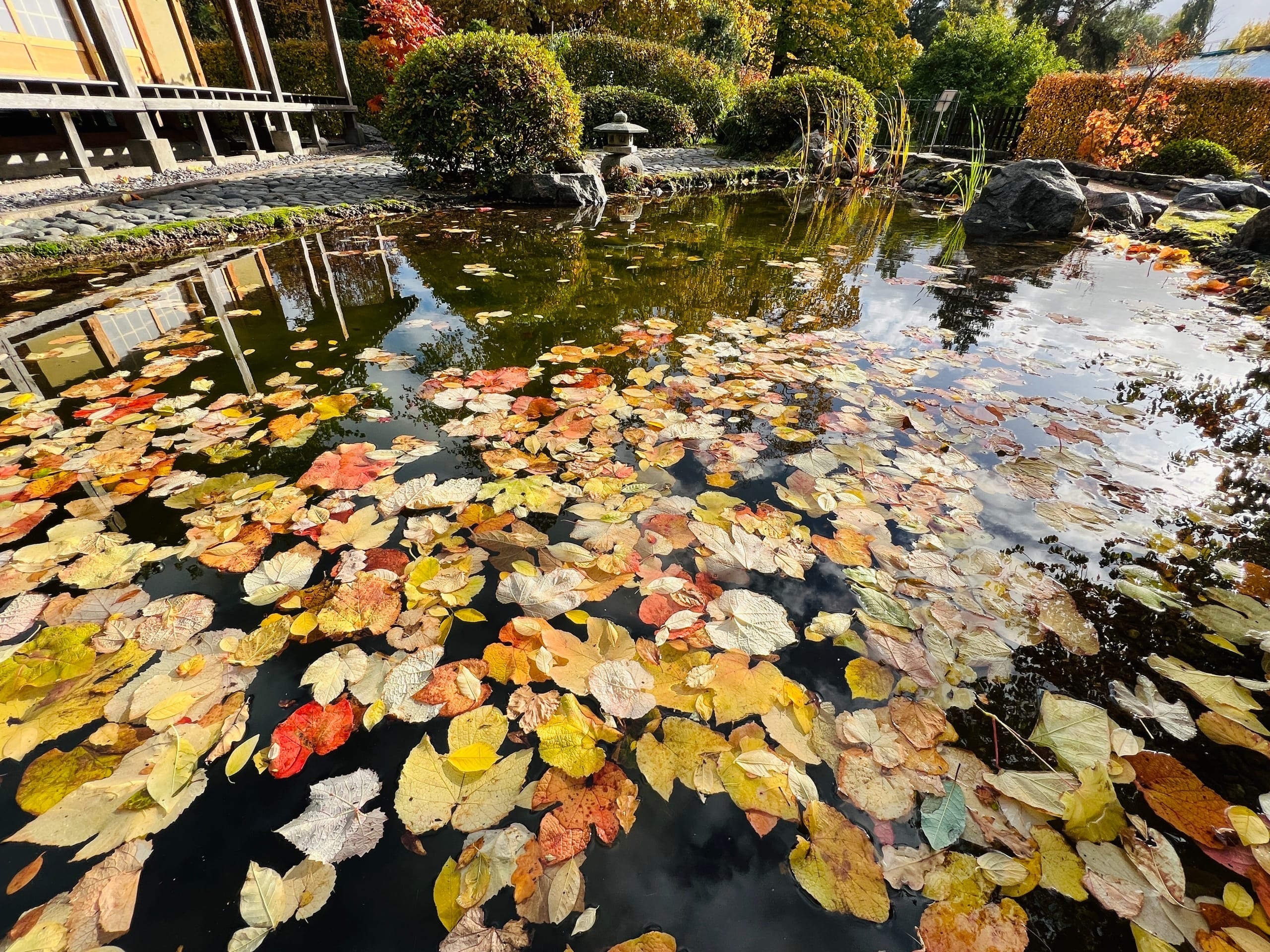 Фестиваль клена в ботаническом саду 2024. Фестиваль клена в ботаническом саду 2024. Фестиваль клена в ботаническом саду 2024. 12 октября красивая осень. Фестиваль кленов в ботаническом саду.