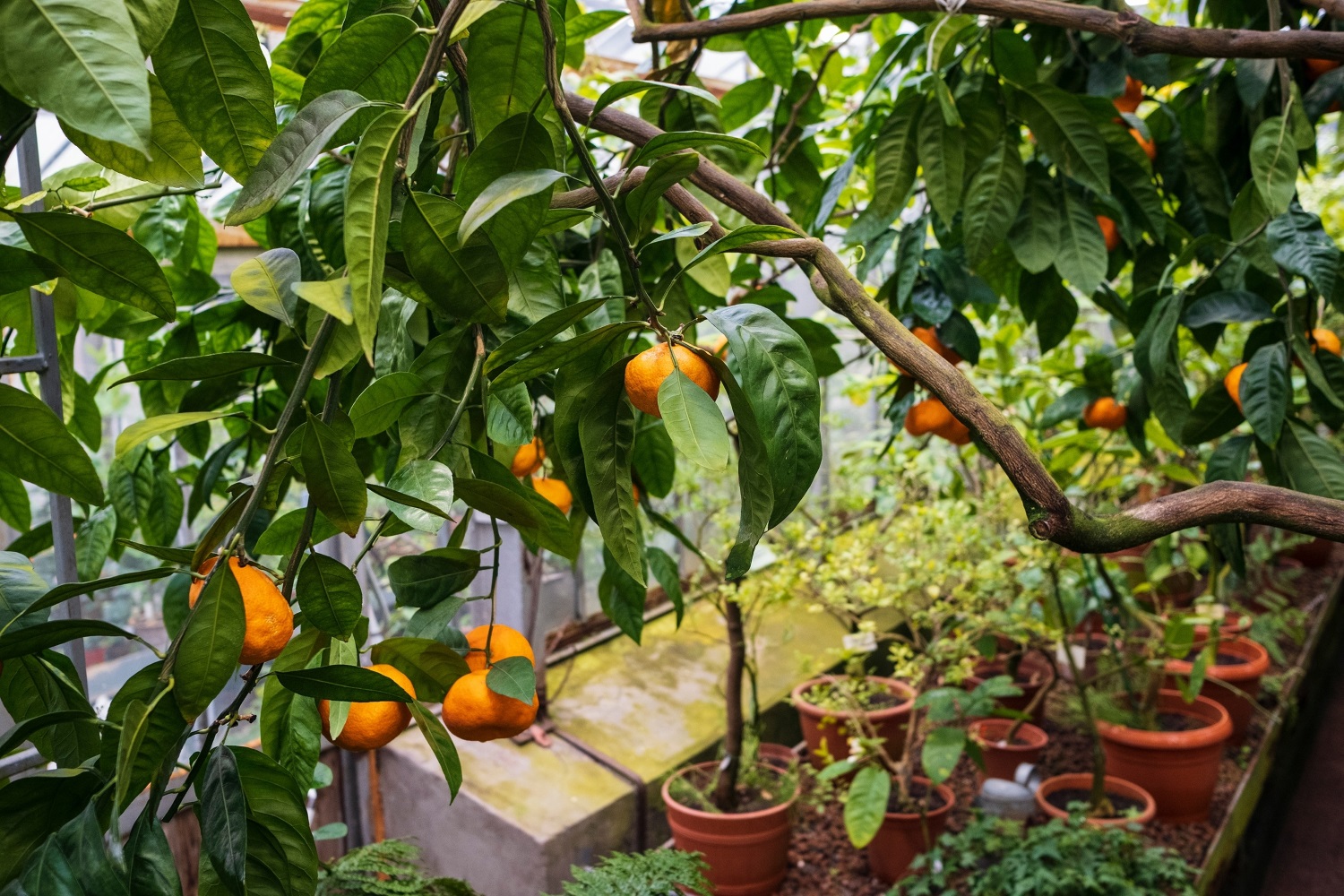 В Ботаническом саду Петра Великого наступит «Ботанический Новый год»4