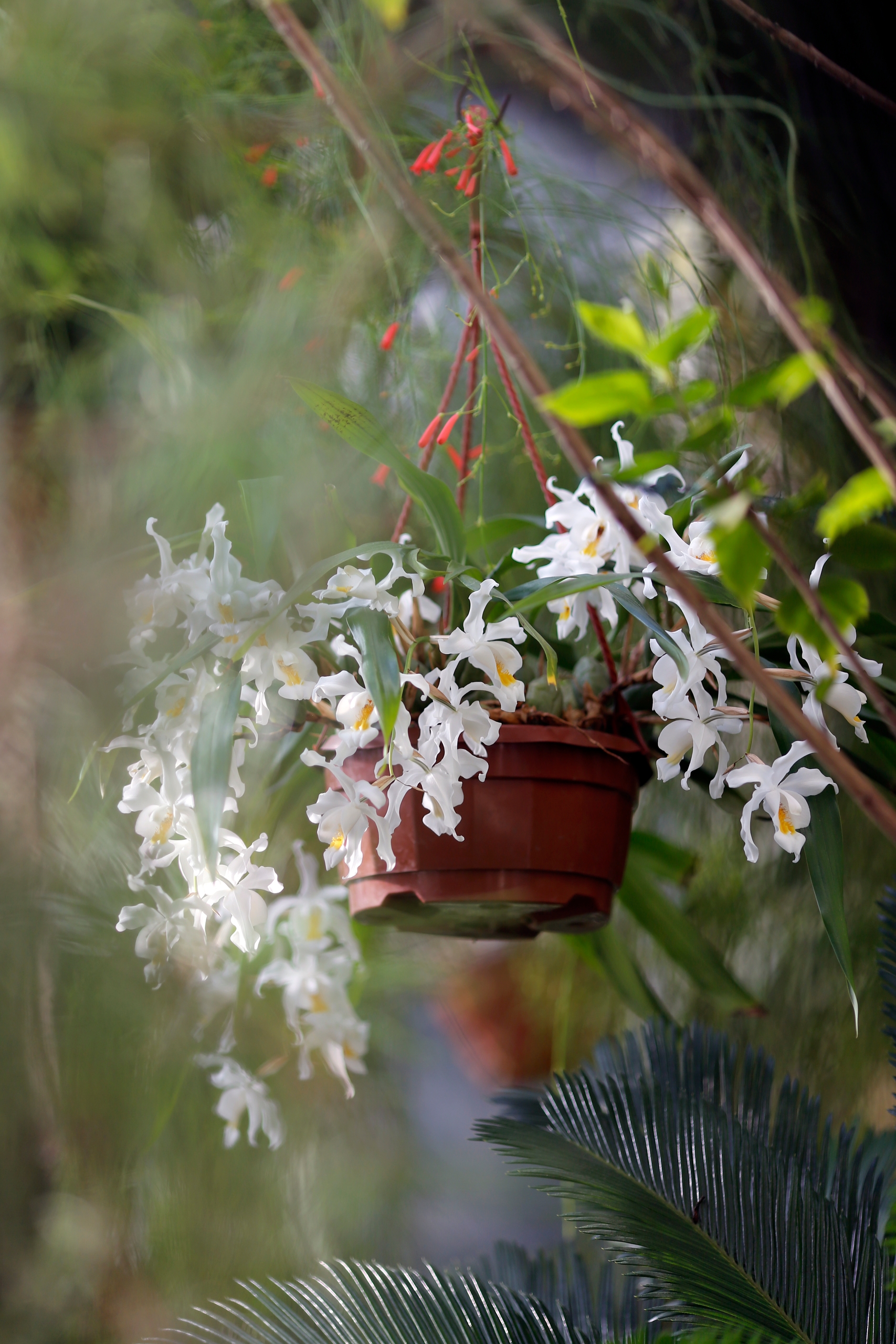 Ботанический сад Петра Великого сделает каникулы ботаническими2