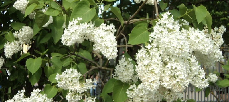 Фото заставки: Портал «Культура Петербурга». Правообладатель: Институт культурных программ.