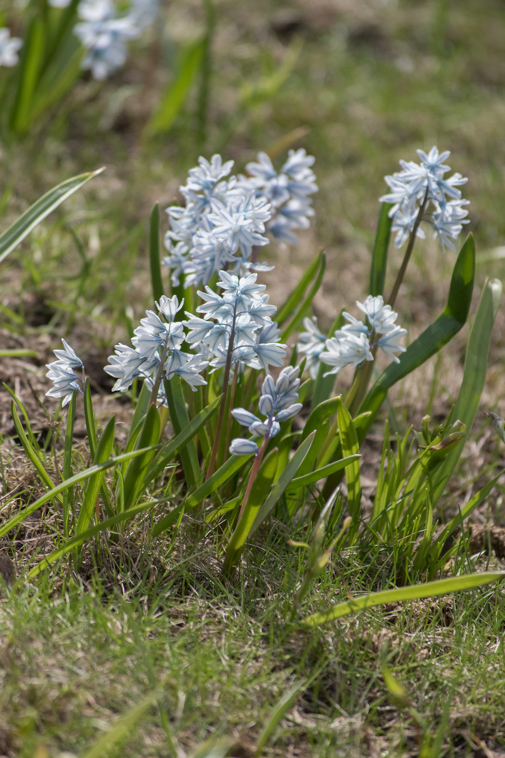 Скульптуры Летнего сада освободят из деревянных футляров7