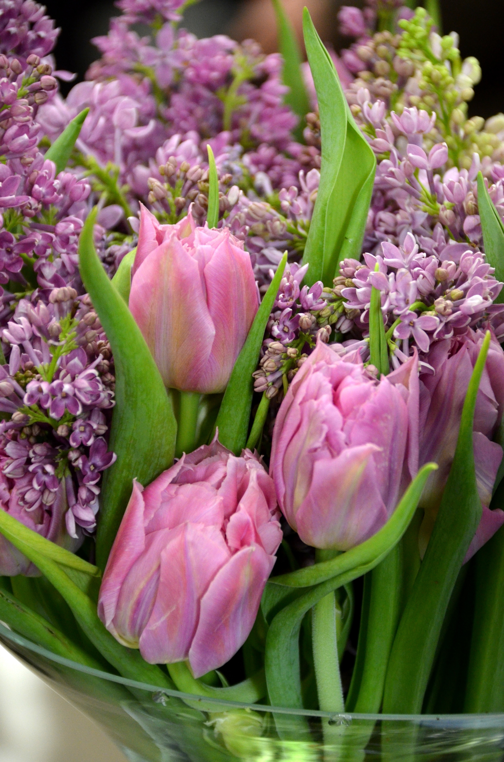 «Оттепель чувств» в Ботаническом саду достигнут «Сиреневой терапией» 8