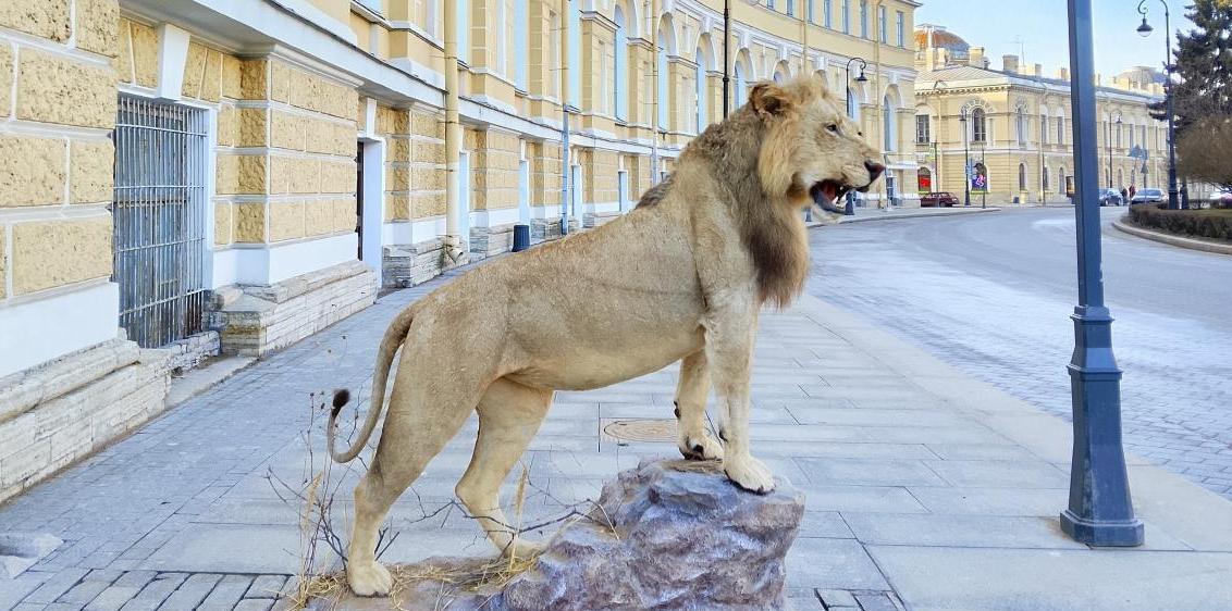 Зоологический музей получил в дар «Африканскую коллекцию»