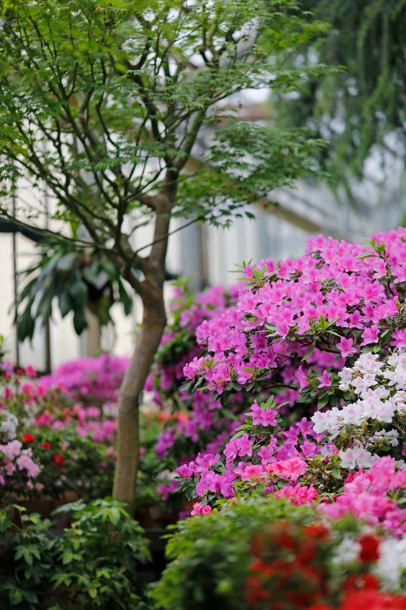 Ботанический сад Петра Великого сделает каникулы ботаническими1