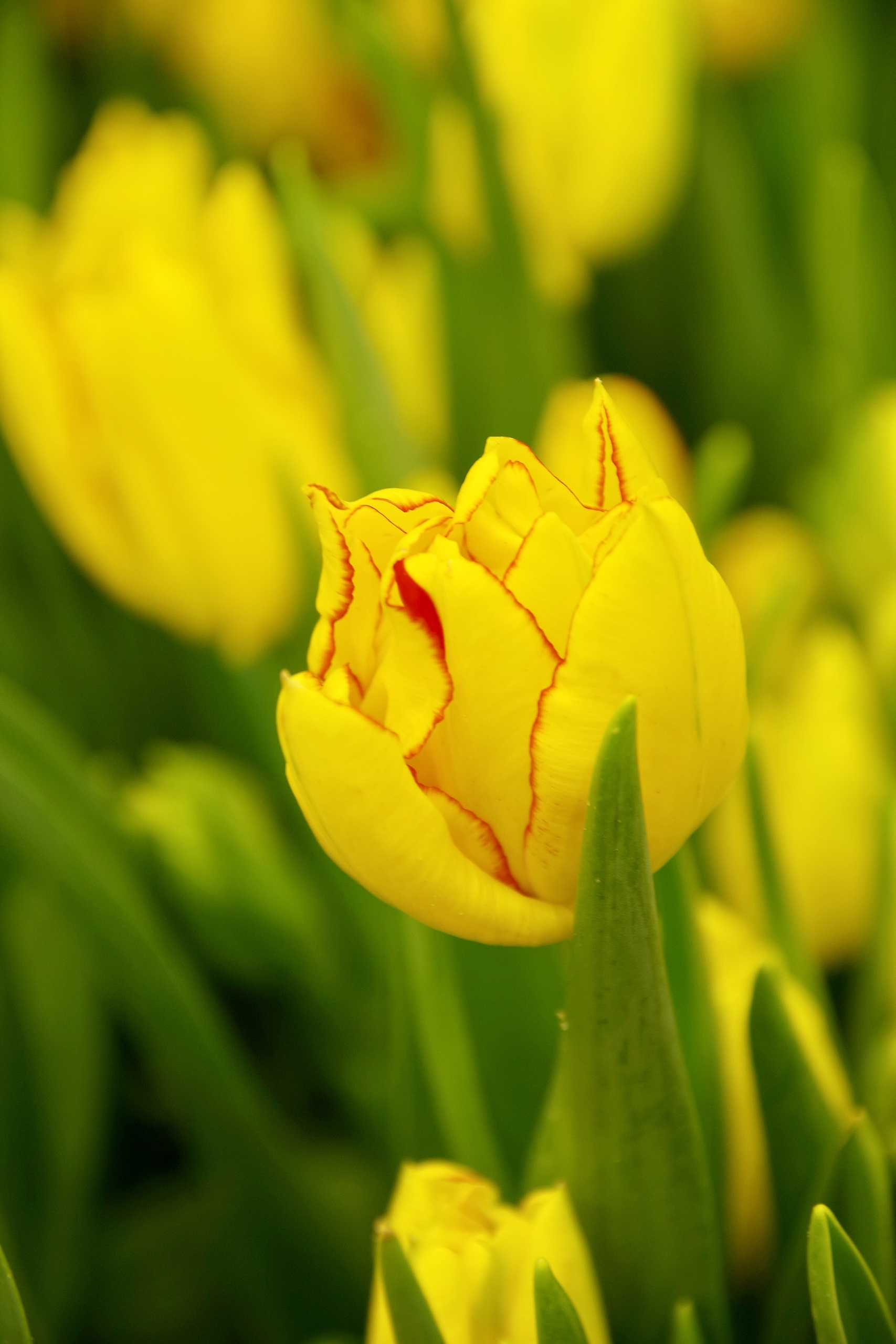 «Оттепель чувств» в Ботаническом саду достигнут «Сиреневой терапией» 15