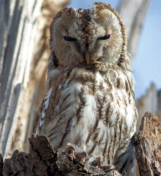 Президентская библиотека познакомит с крылатыми жителями Петербурга 3