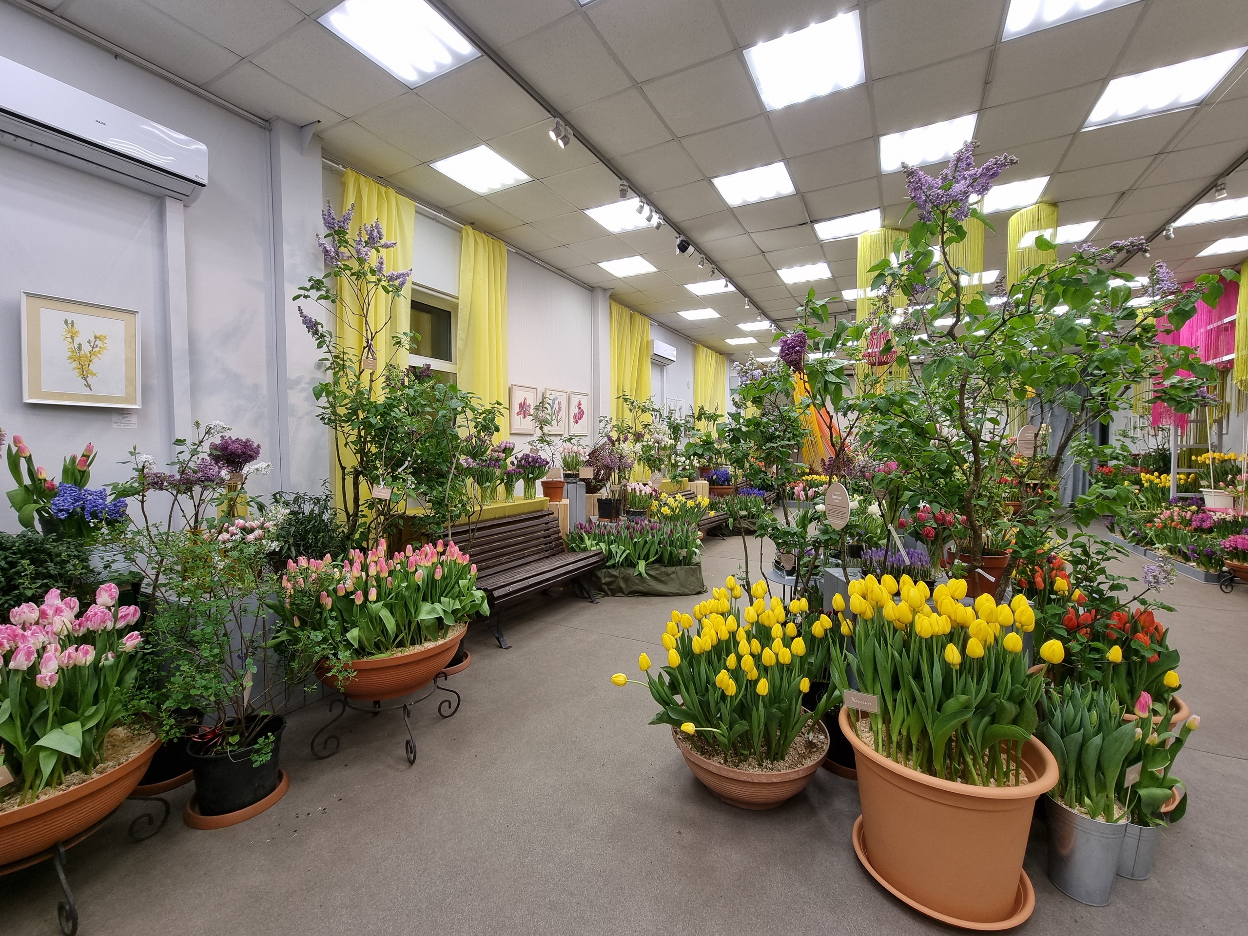 «Оттепель чувств» в Ботаническом саду достигнут «Сиреневой терапией» 9