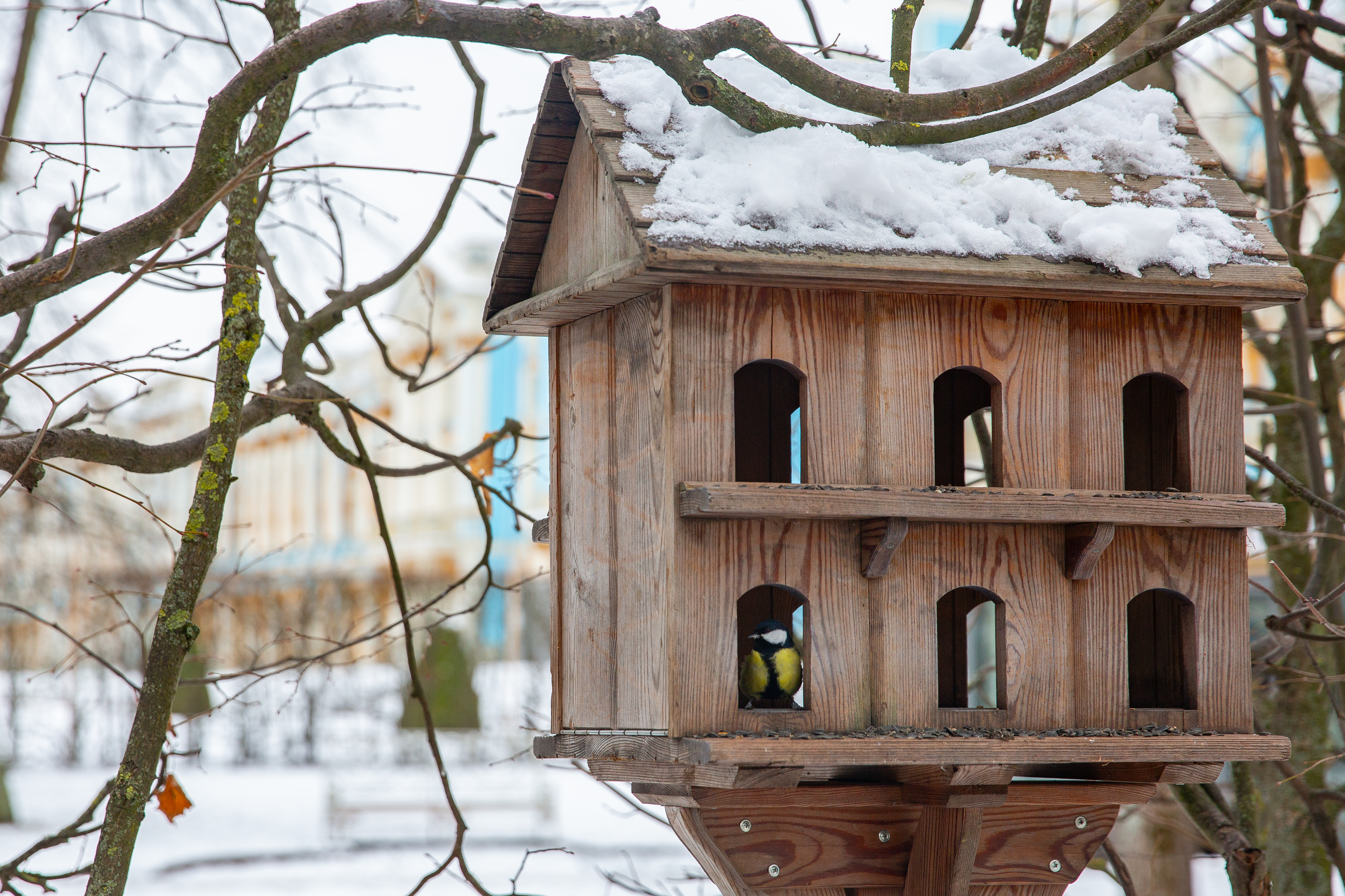 В царскосельских парках открылись «птичьи столовые»5