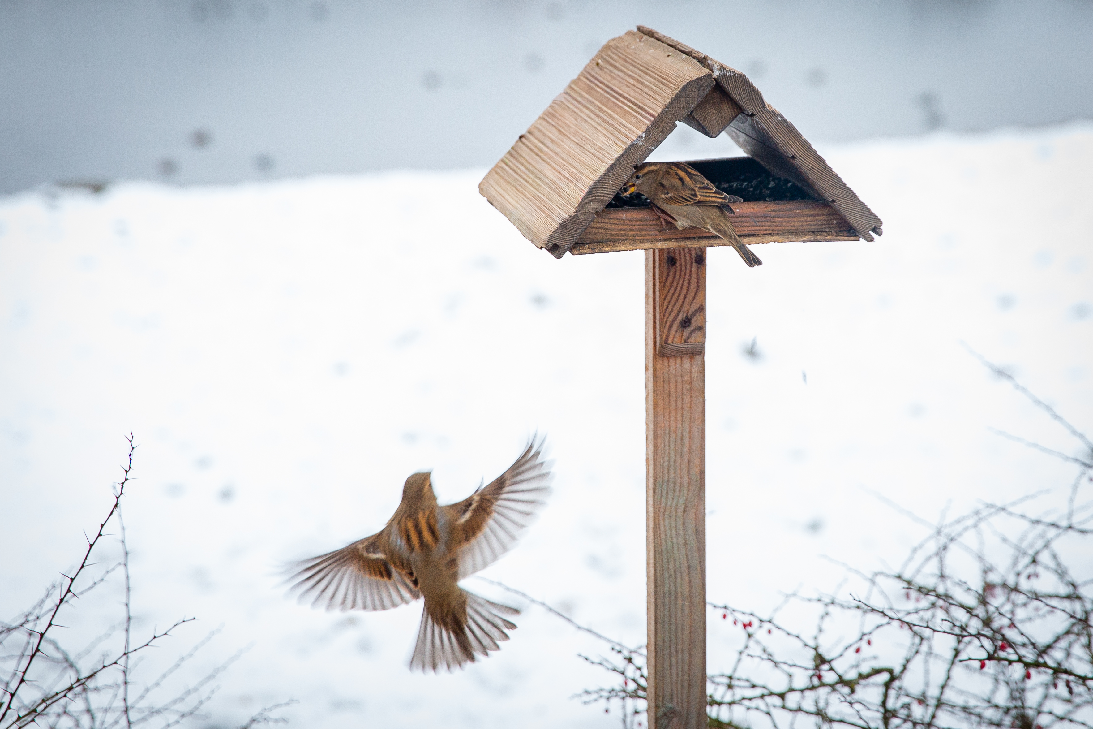 В царскосельских парках открылись «птичьи столовые»1