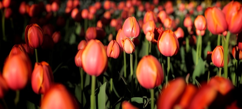 «Фестиваль тюльпанов» ХII Весенний музыкально-флористический праздник (18 – 19 мая 2024 года)