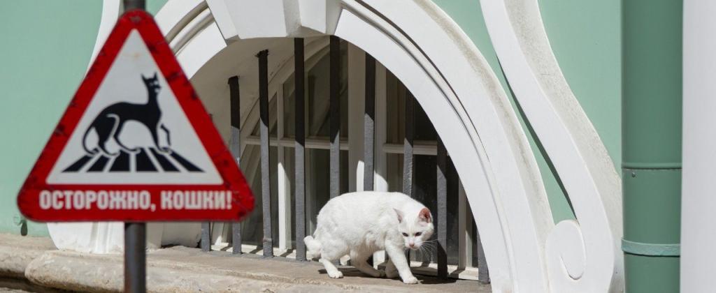 Обложка: Эрмитаж отметит День кота дважды