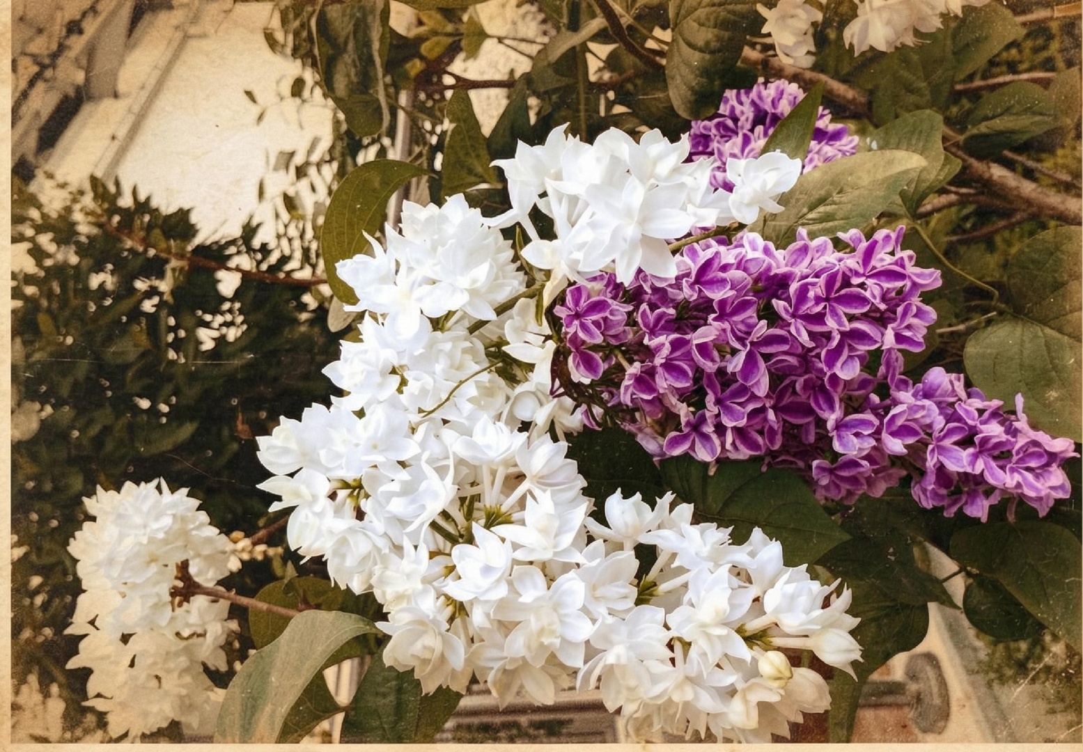 В музеях Ленобласти наступает сиреневая весна