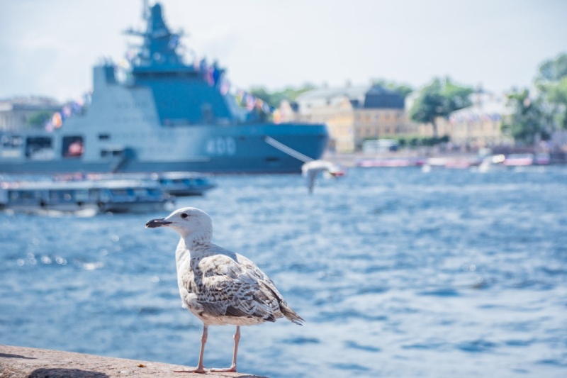 Как Петербург стал военно-морской столицей России? 